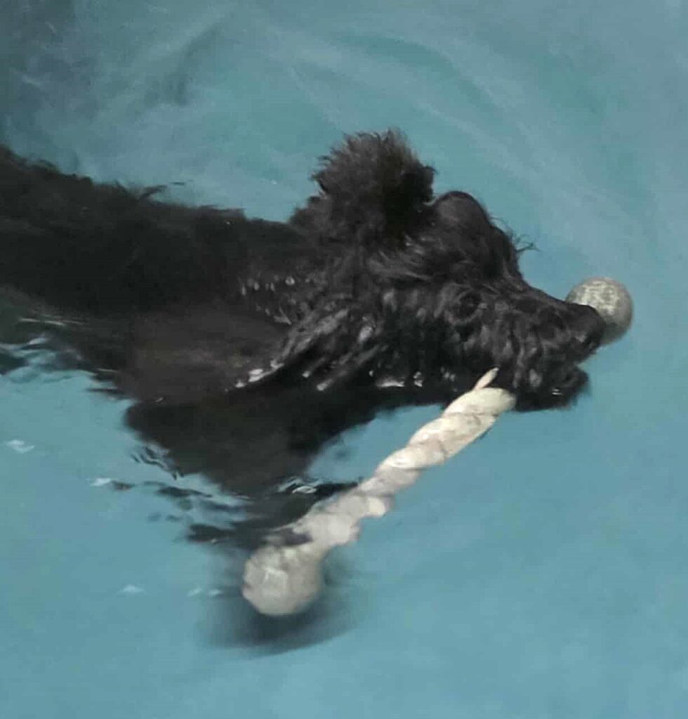 Happy dog with bone in the hydrotherapy session Isle of Man