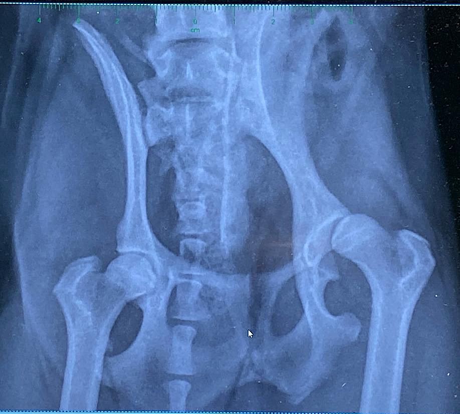 X-ray of dogs hip to show progress of the hydrotherapy sessions at Hounds Hydro
