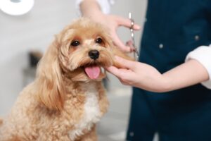Dog groomers in Isle of Man